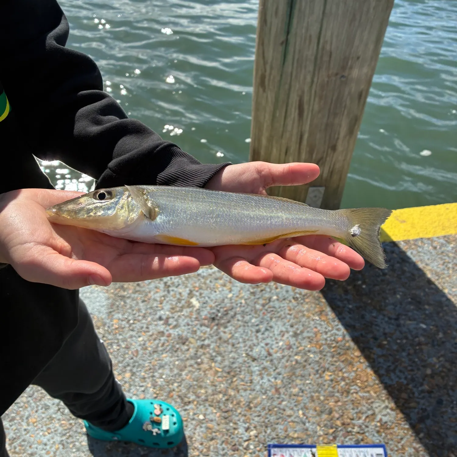 Sand sillago caught on Fishbrain
