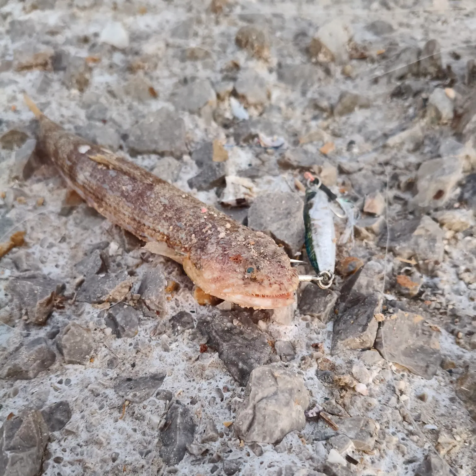 The most recent Atlantic lizardfish catches on Fishbrain