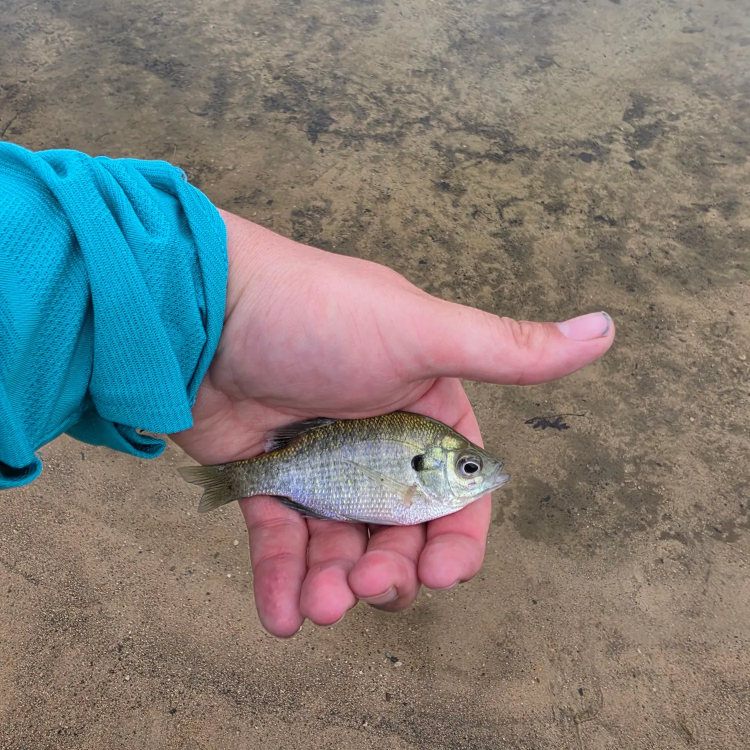 Bluegill caught on Fishbrain