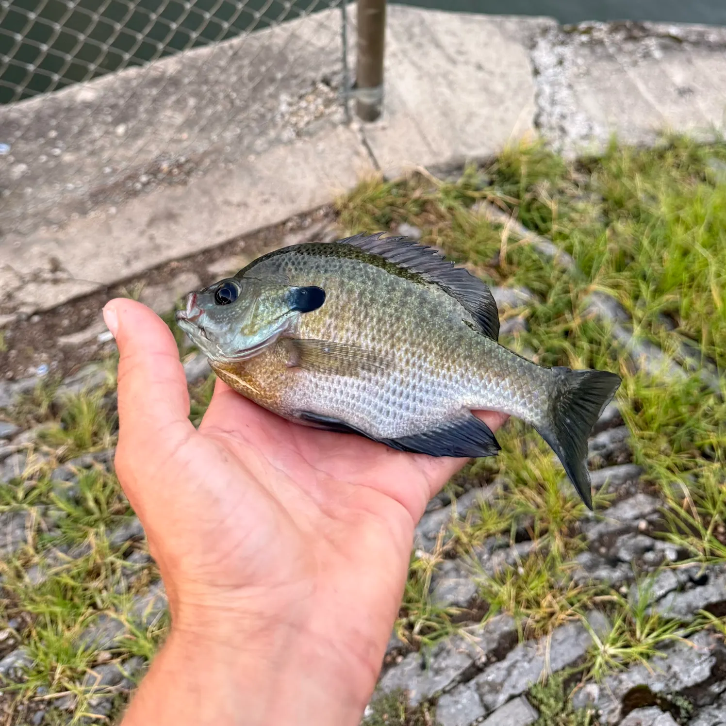 Bluegill caught on Fishbrain