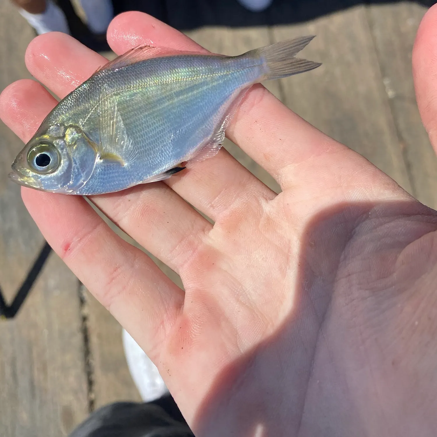 The most recent Silver surfperch catches on Fishbrain