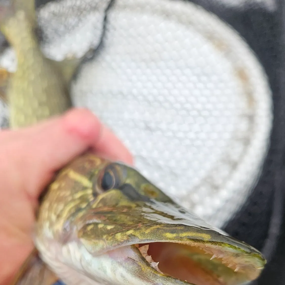 Common logperch caught on Fishbrain