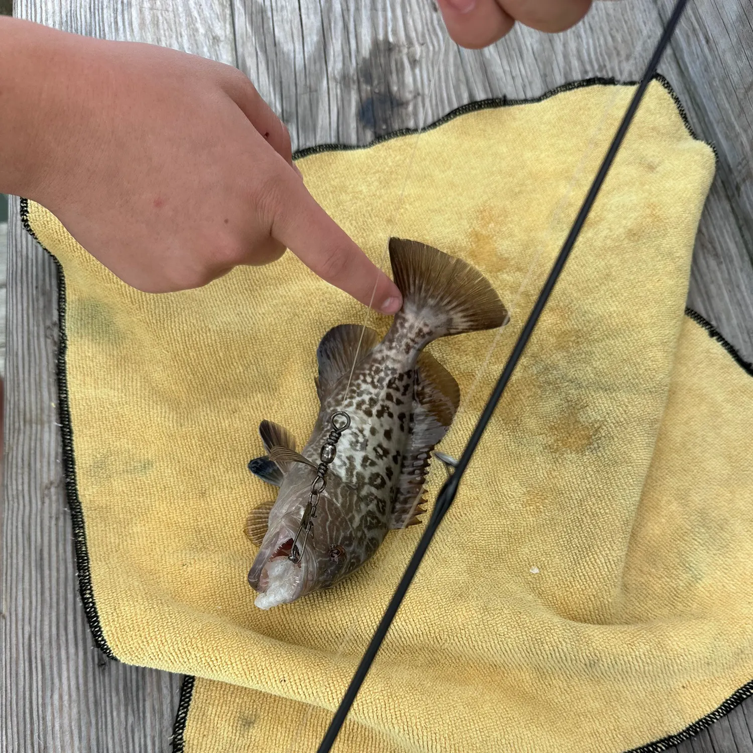 recently logged catches