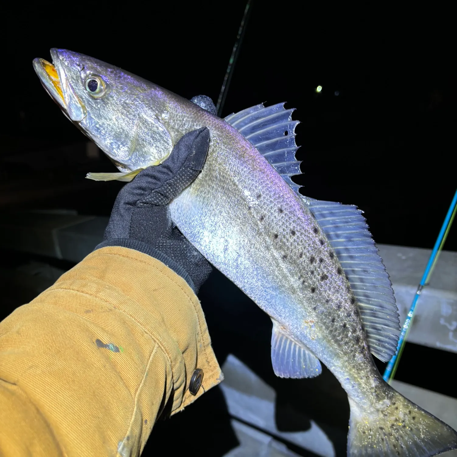 The most recent Spotted seatrout catches on Fishbrain