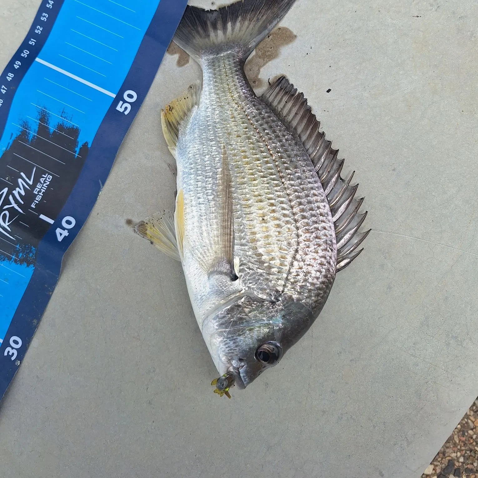 The most recent Surf bream catches on Fishbrain