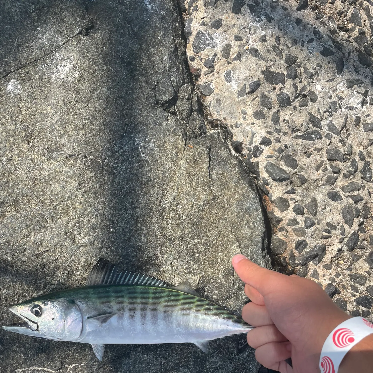 Atlantic bonito caught on Fishbrain