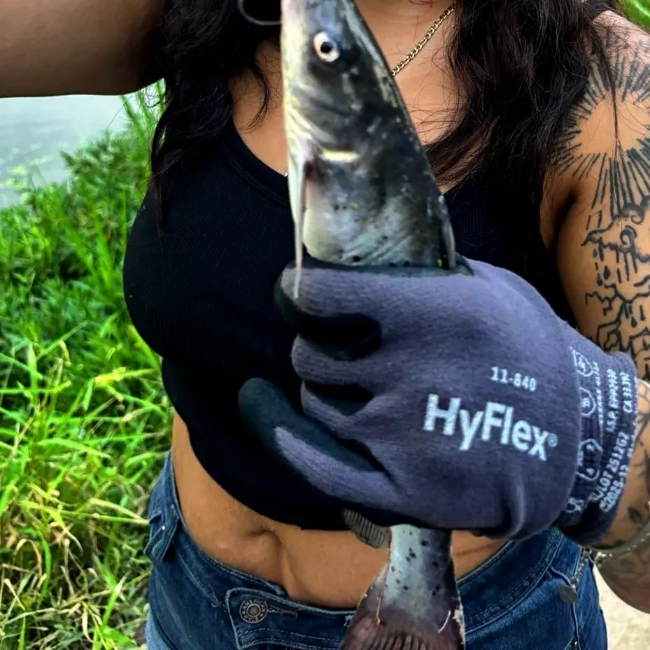 Channel catfish caught on Fishbrain