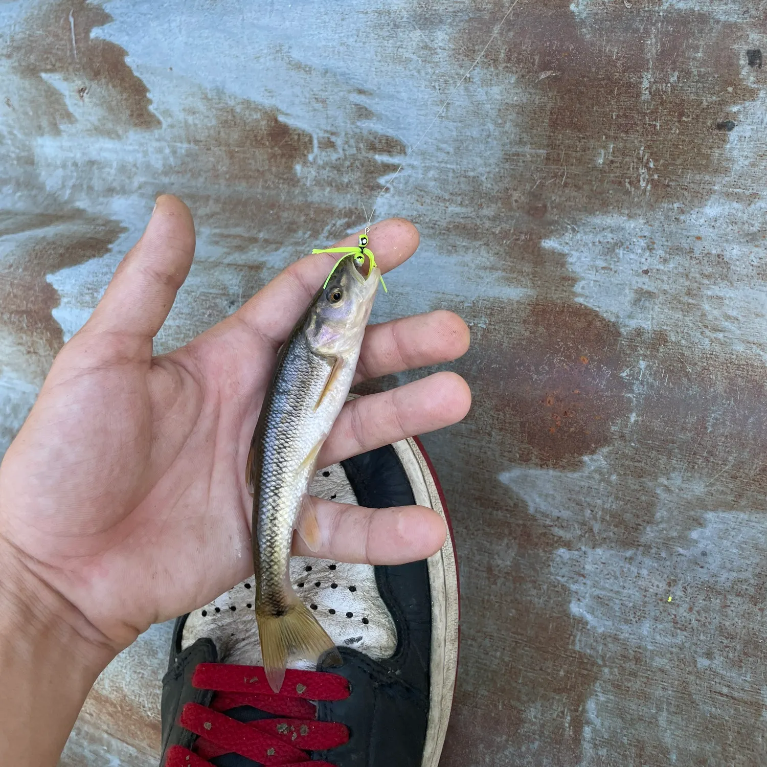 Creek chub caught on Fishbrain