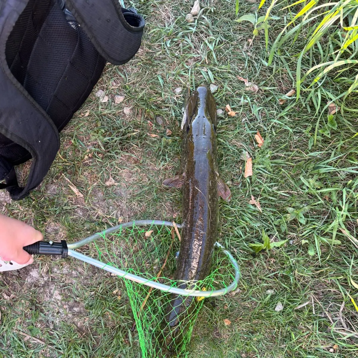 Northern pike caught on Fishbrain