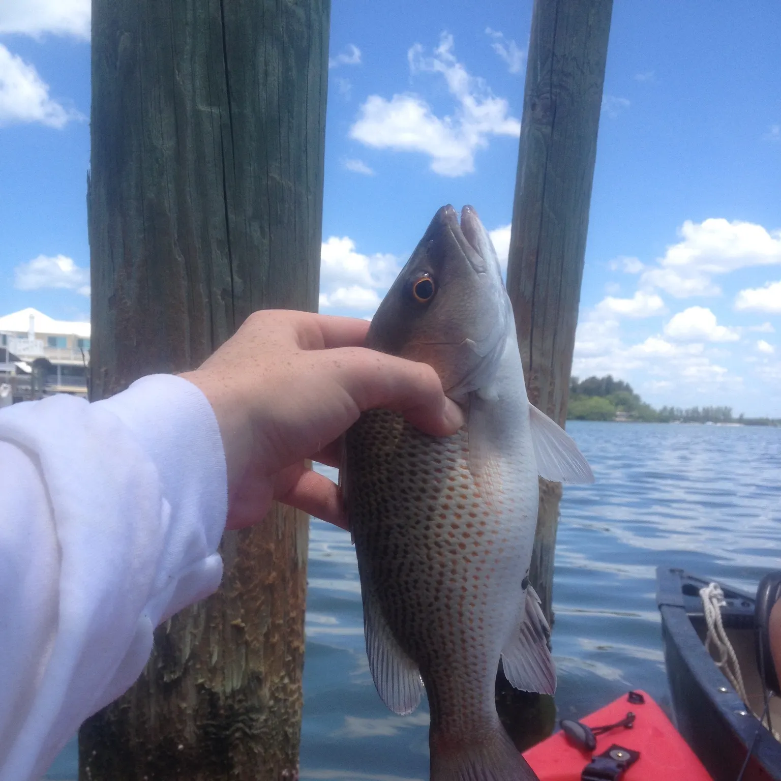 The most recent Mangrove snapper catches on Fishbrain