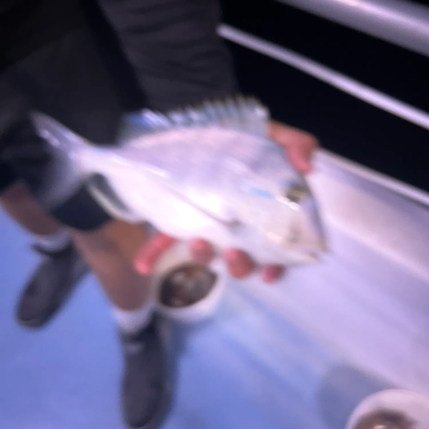 The most recent Whitebone porgy catches on Fishbrain