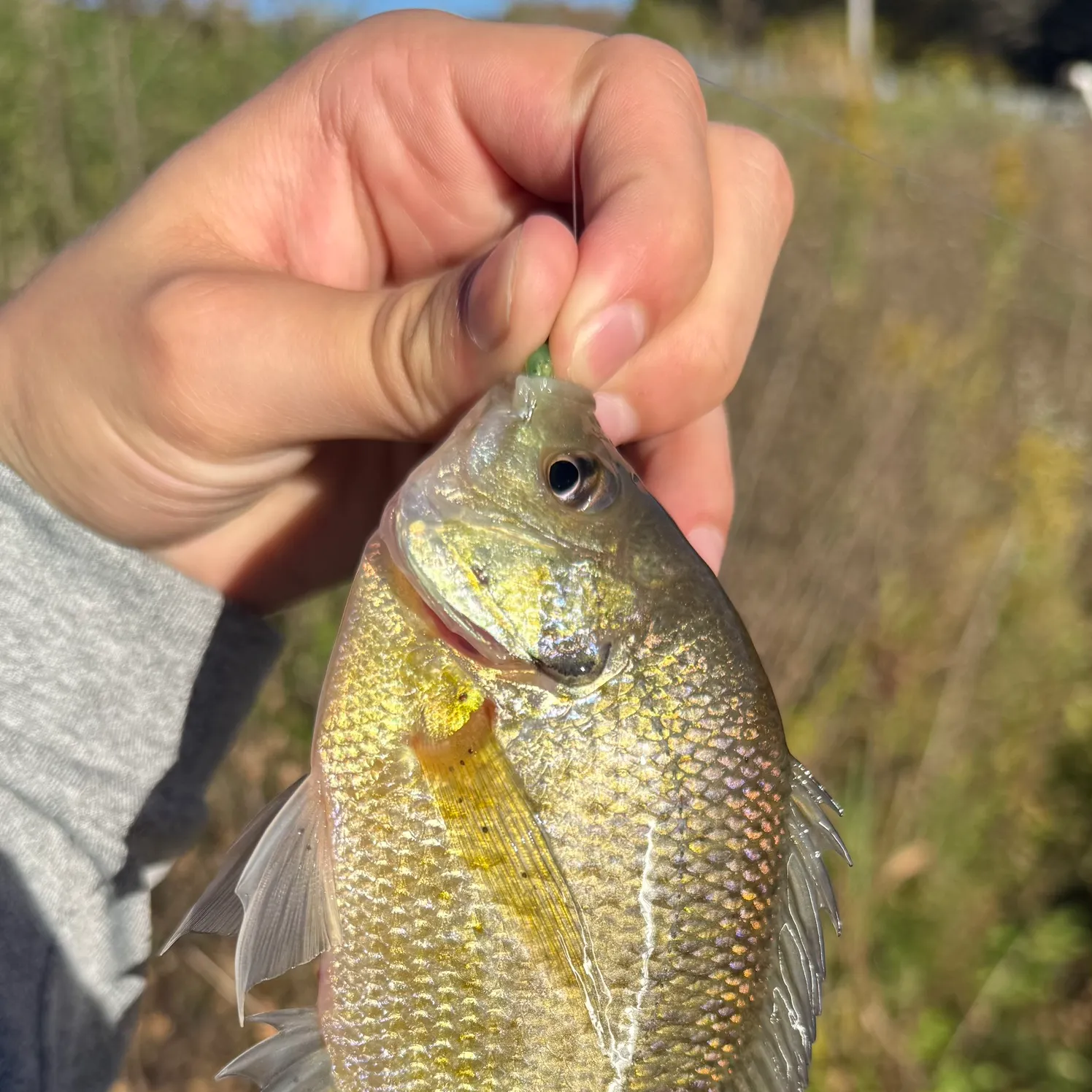 Bluegill caught on Fishbrain