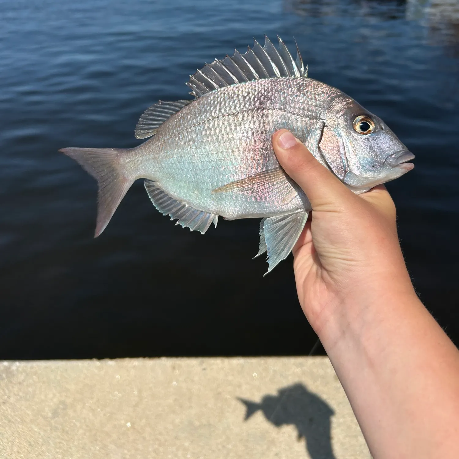 Scup caught on Fishbrain