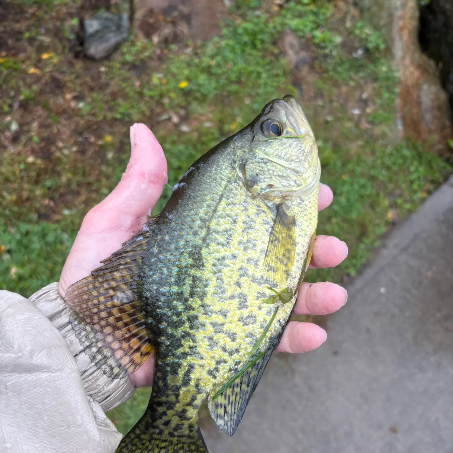 Black crappie caught on Fishbrain