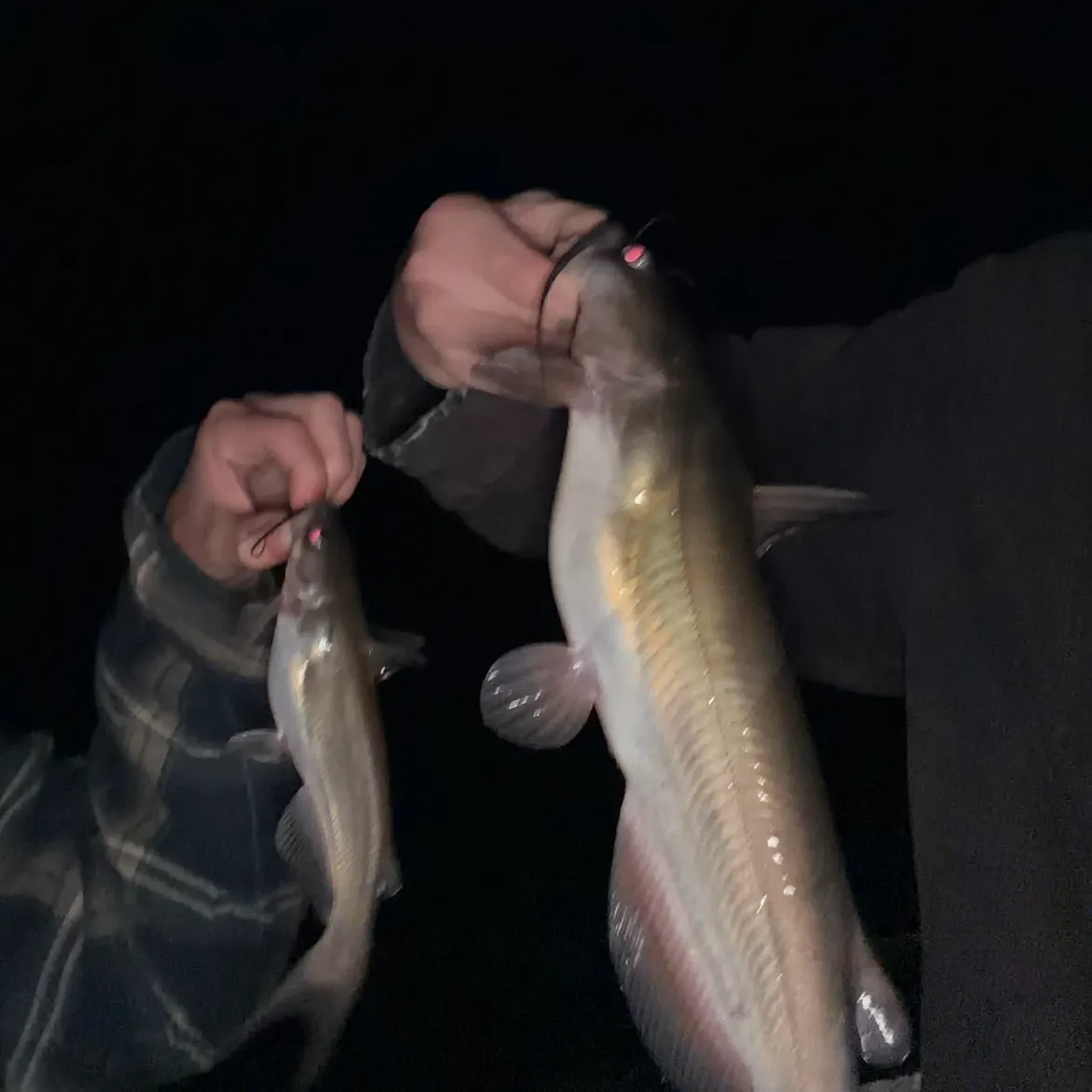 Channel catfish caught on Fishbrain
