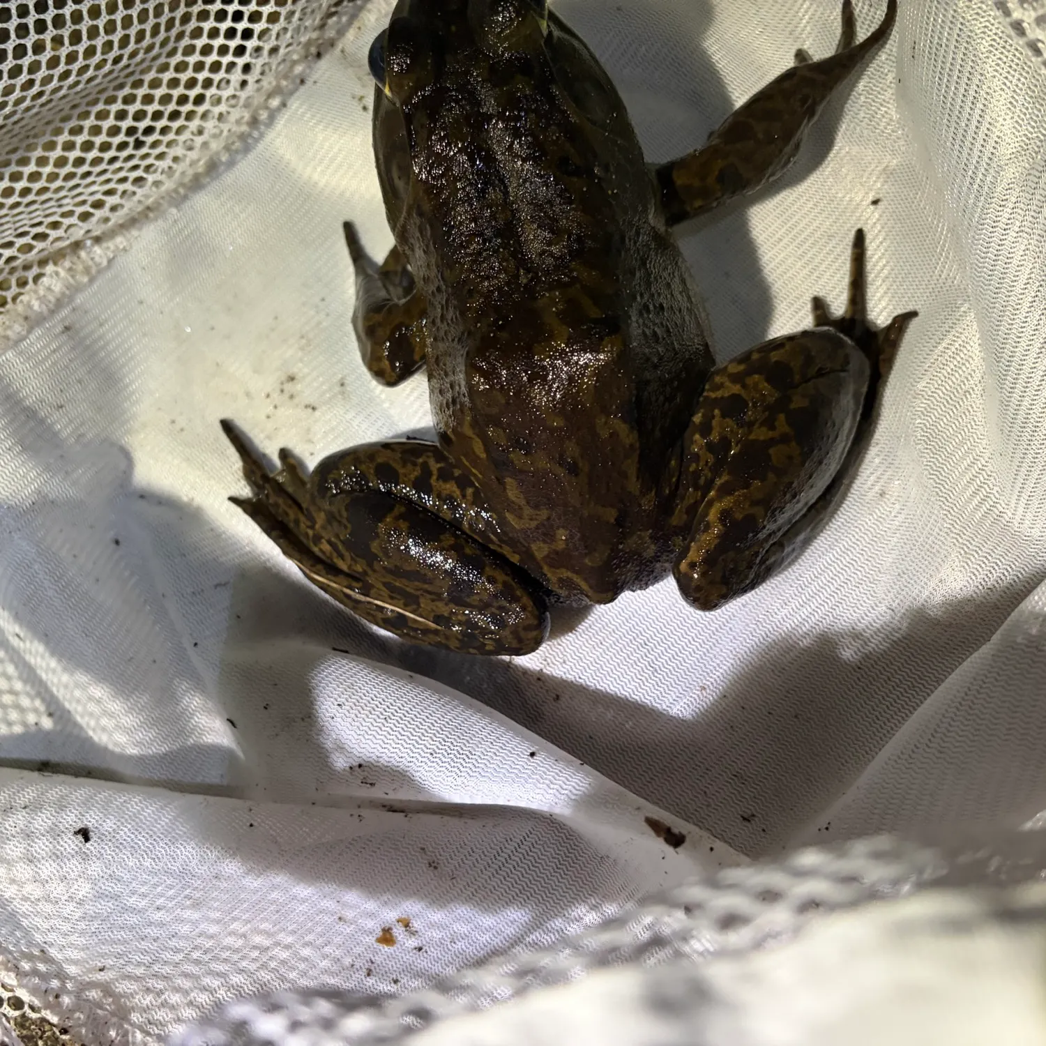 American bullfrog caught on Fishbrain