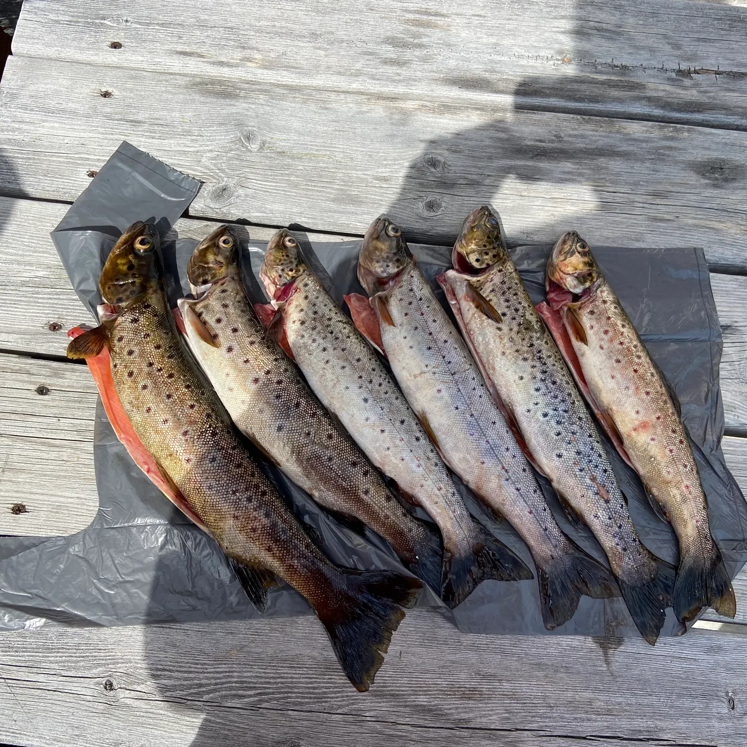 recently logged catches