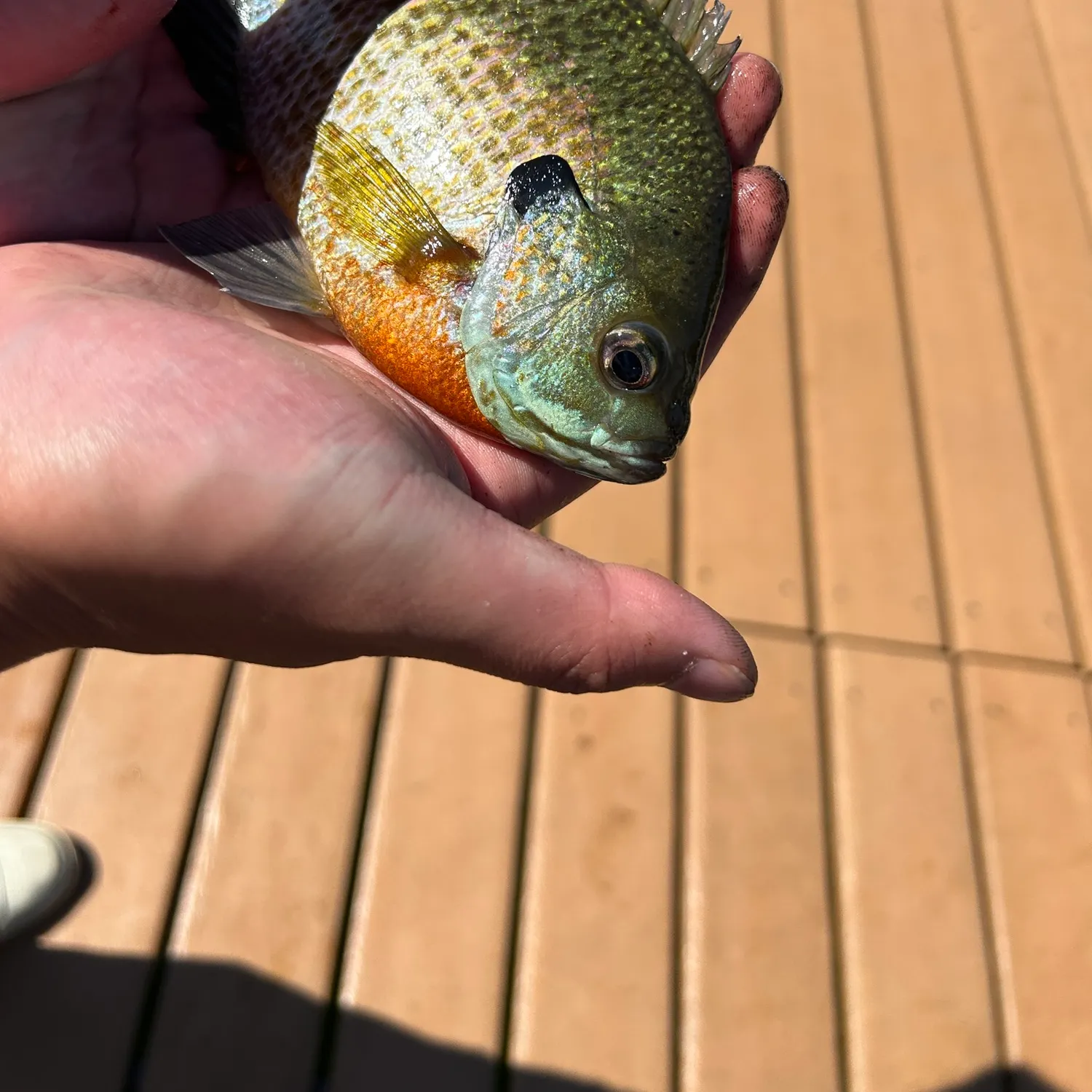 catch