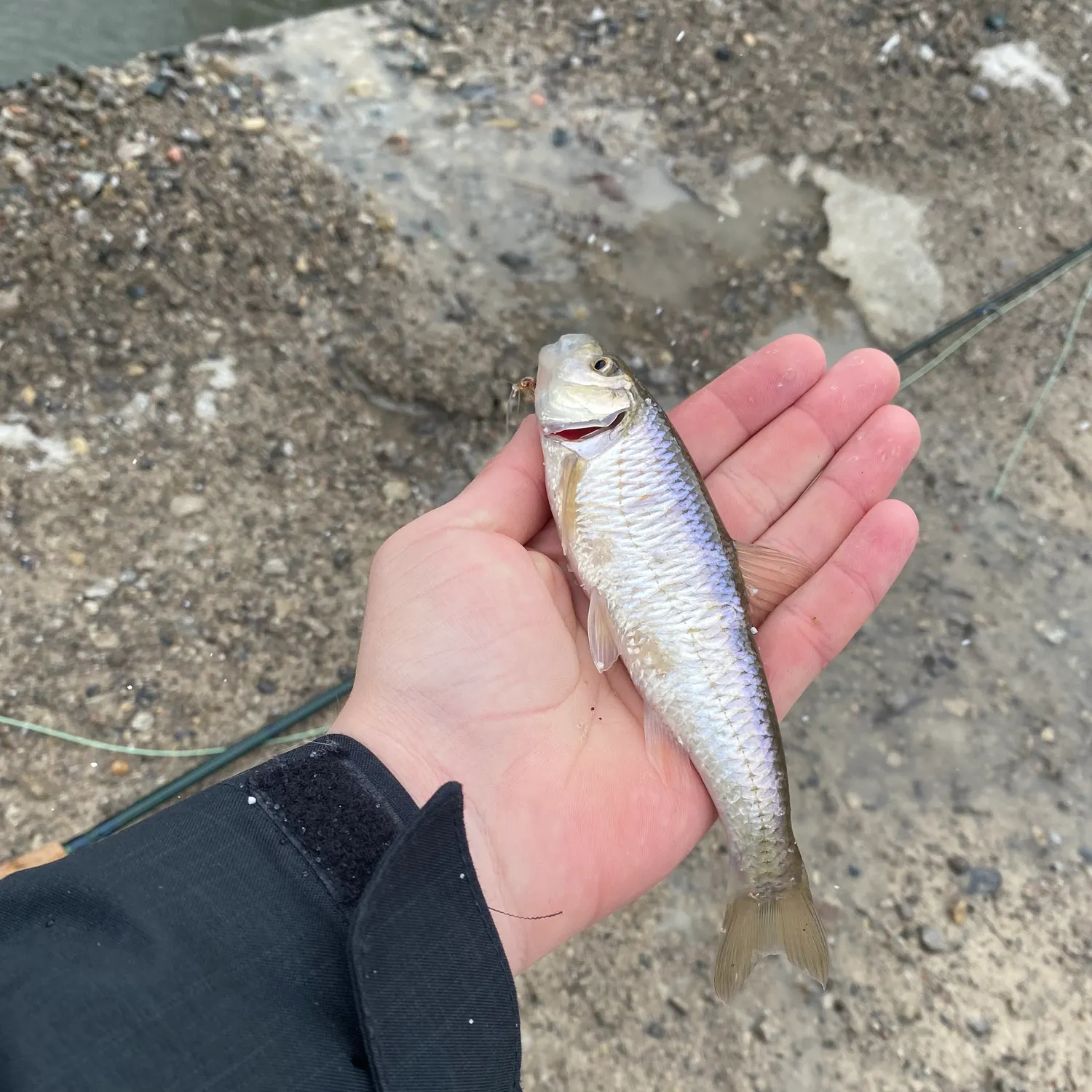 The most recent Common shiner catches on Fishbrain