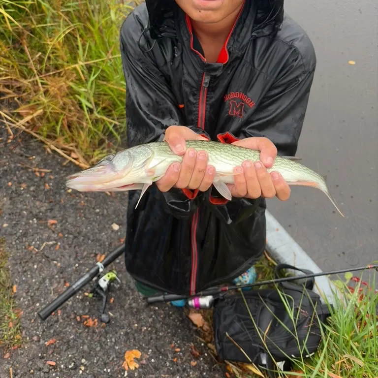 Chain pickerel caught on Fishbrain
