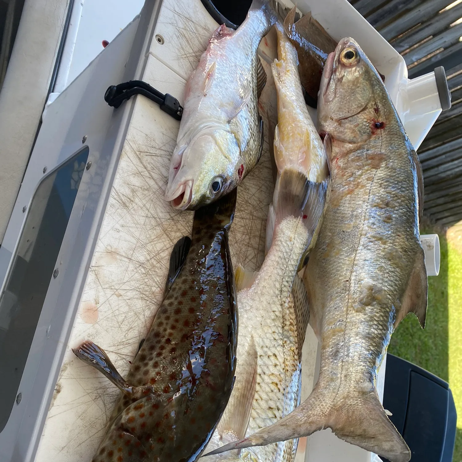 The most recent Javelin grunter catches on Fishbrain