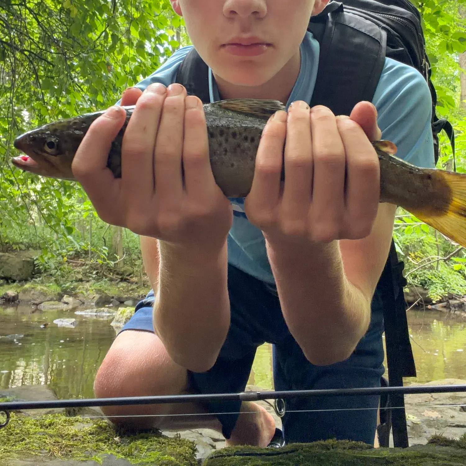 Brown trout caught on Fishbrain
