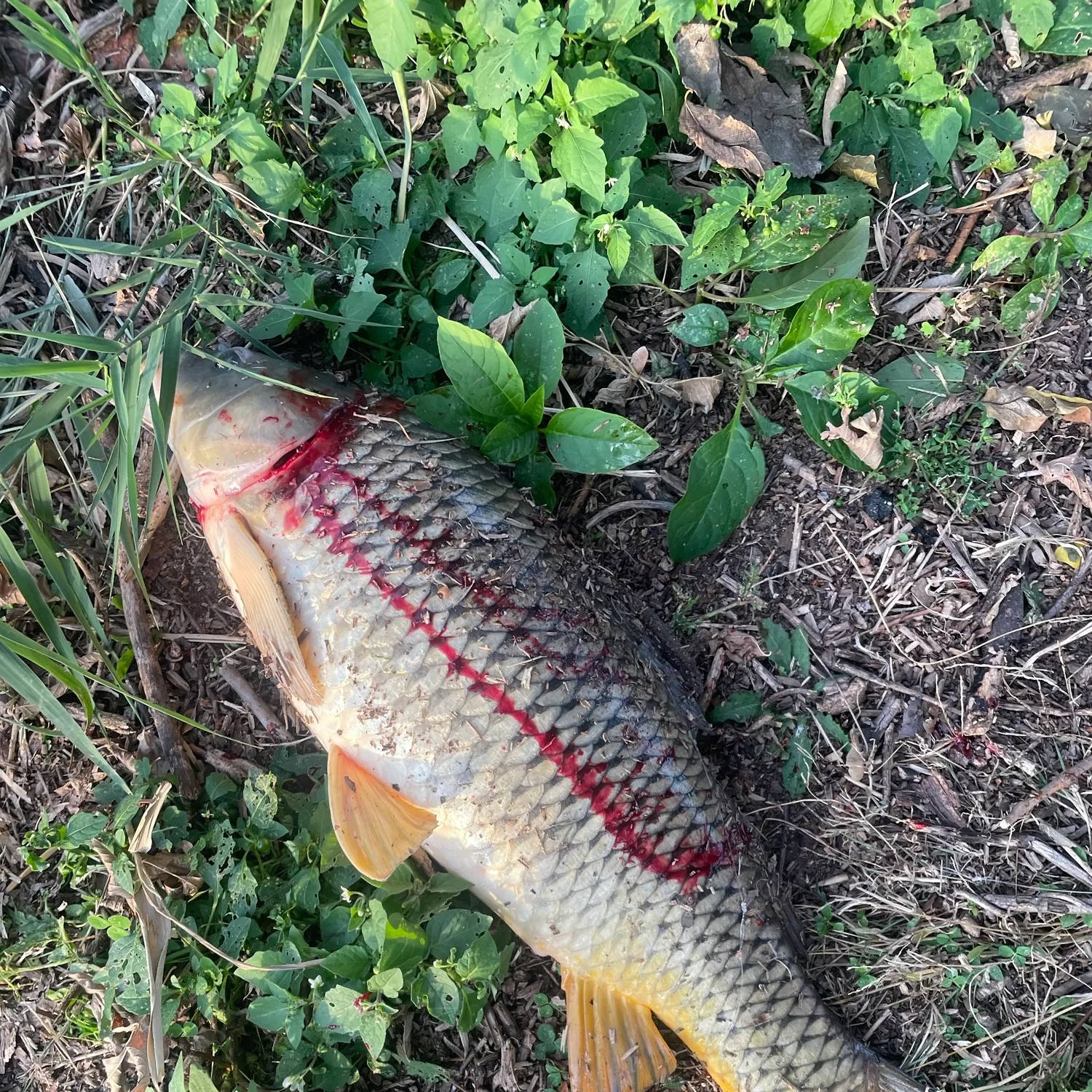 Common carp caught on Fishbrain