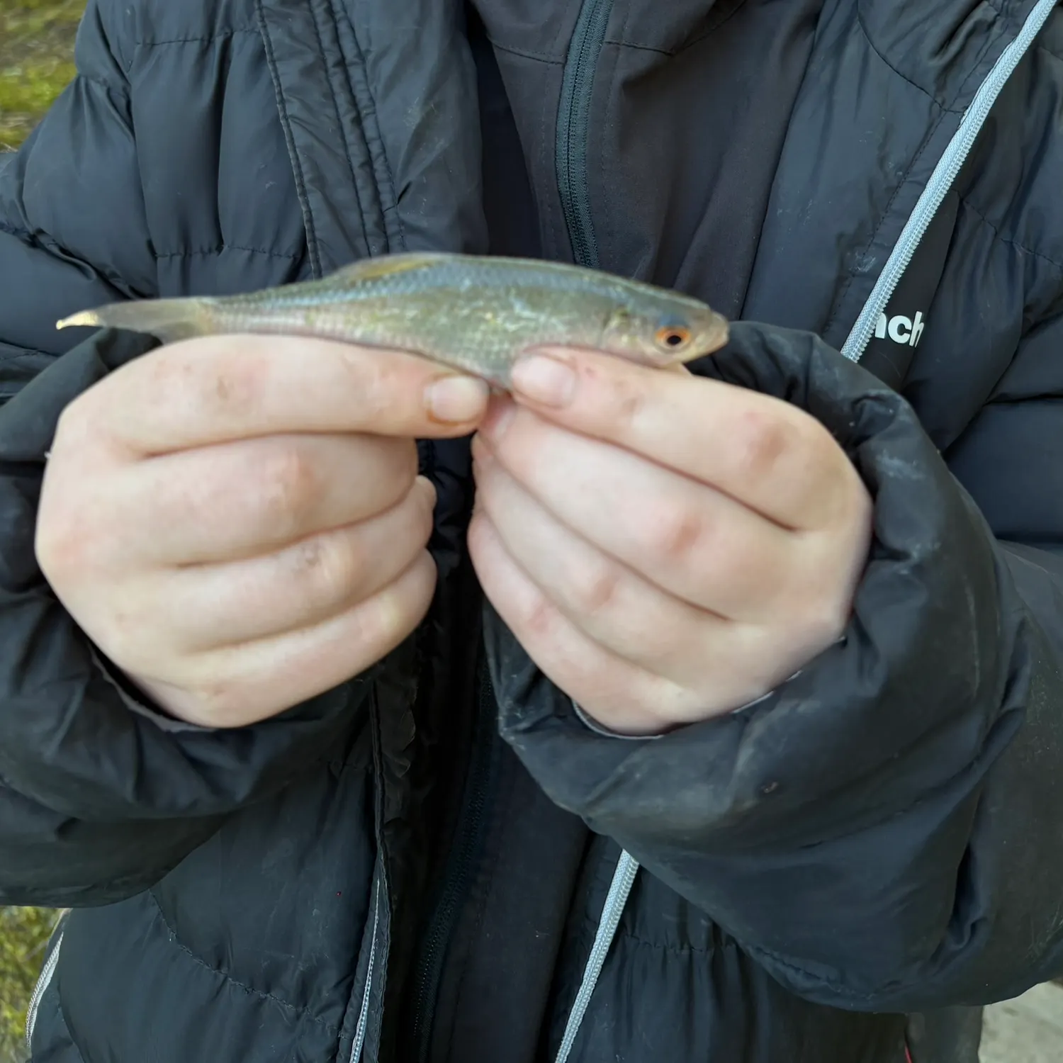 The most recent European chub catches on Fishbrain