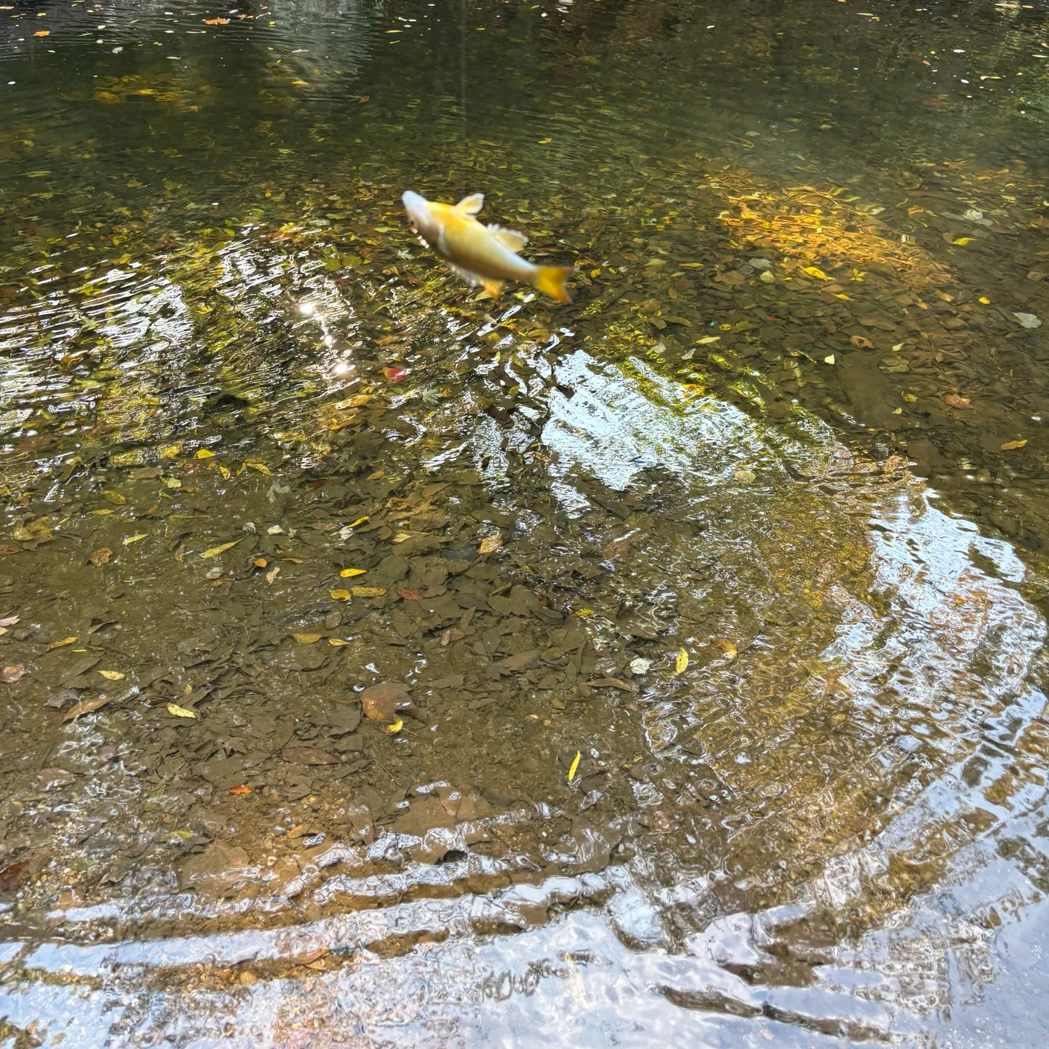 Redbreast sunfish caught on Fishbrain