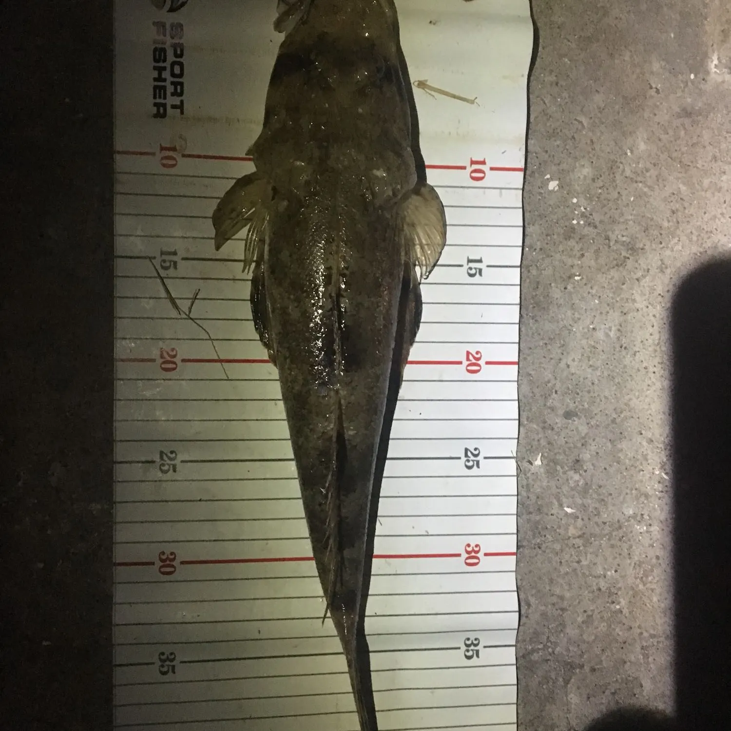 Dusky flathead caught on Fishbrain