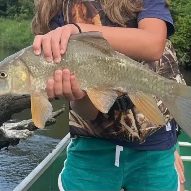 The most recent Spotted sucker catches on Fishbrain