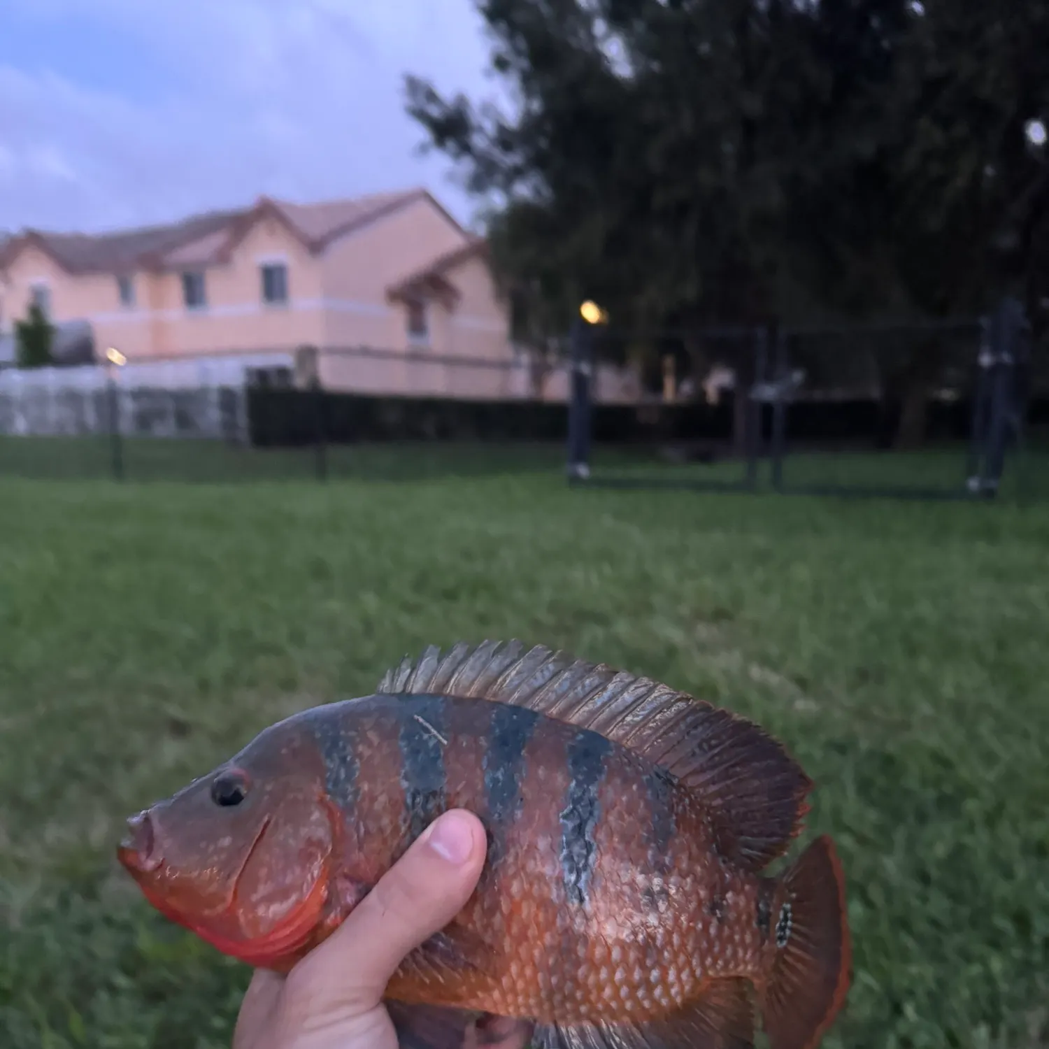 Mayan cichlid caught on Fishbrain