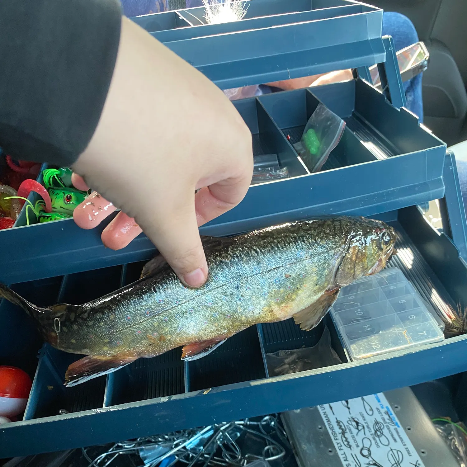 recently logged catches