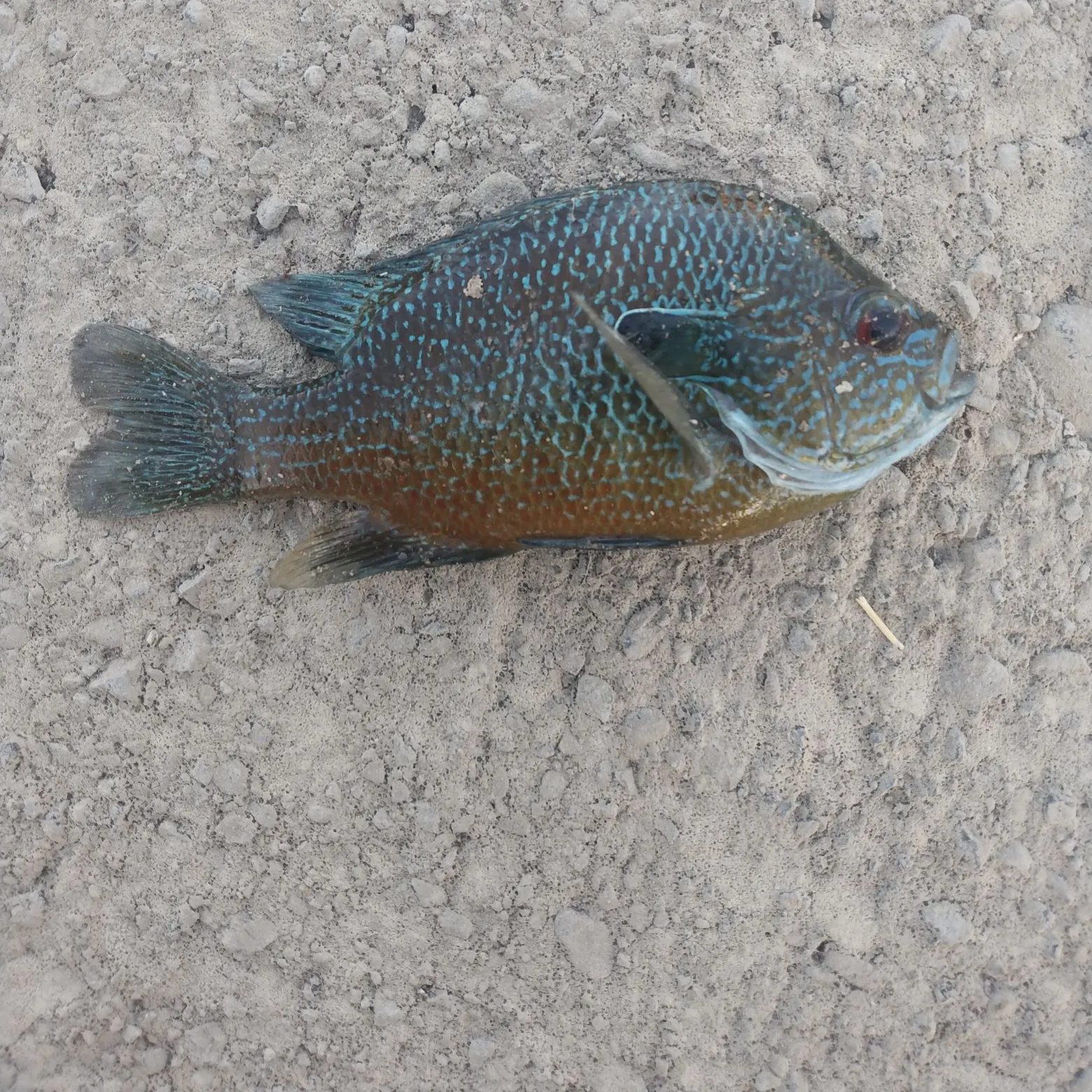Longear sunfish caught on Fishbrain
