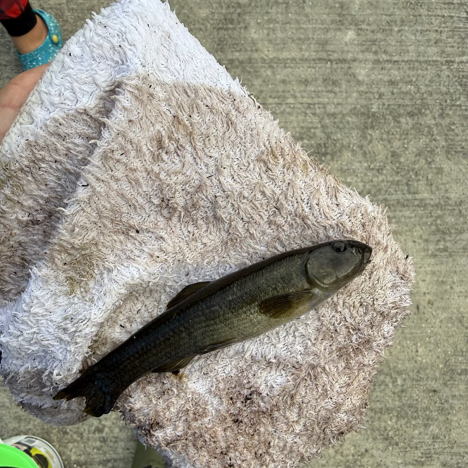 Mummichog caught on Fishbrain
