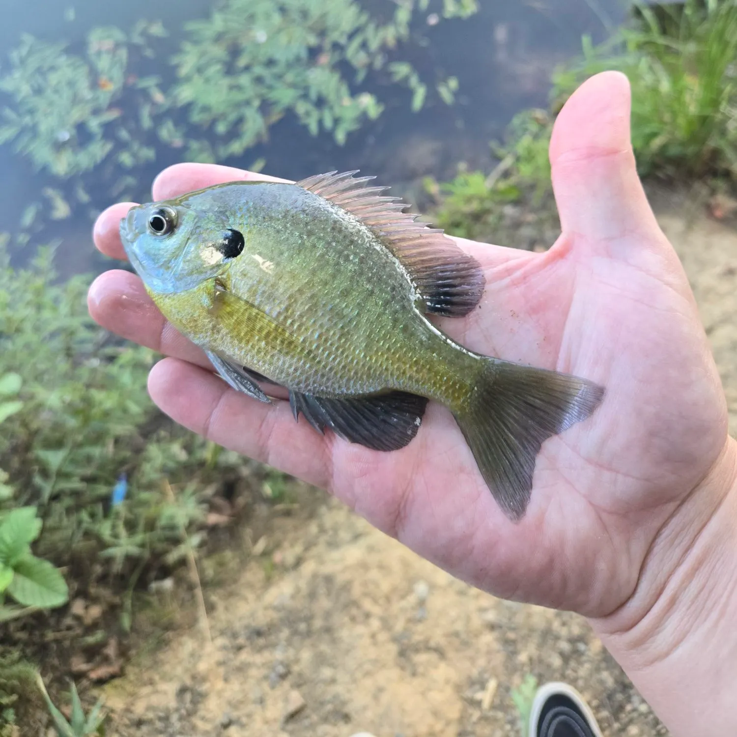 Bluegill caught on Fishbrain