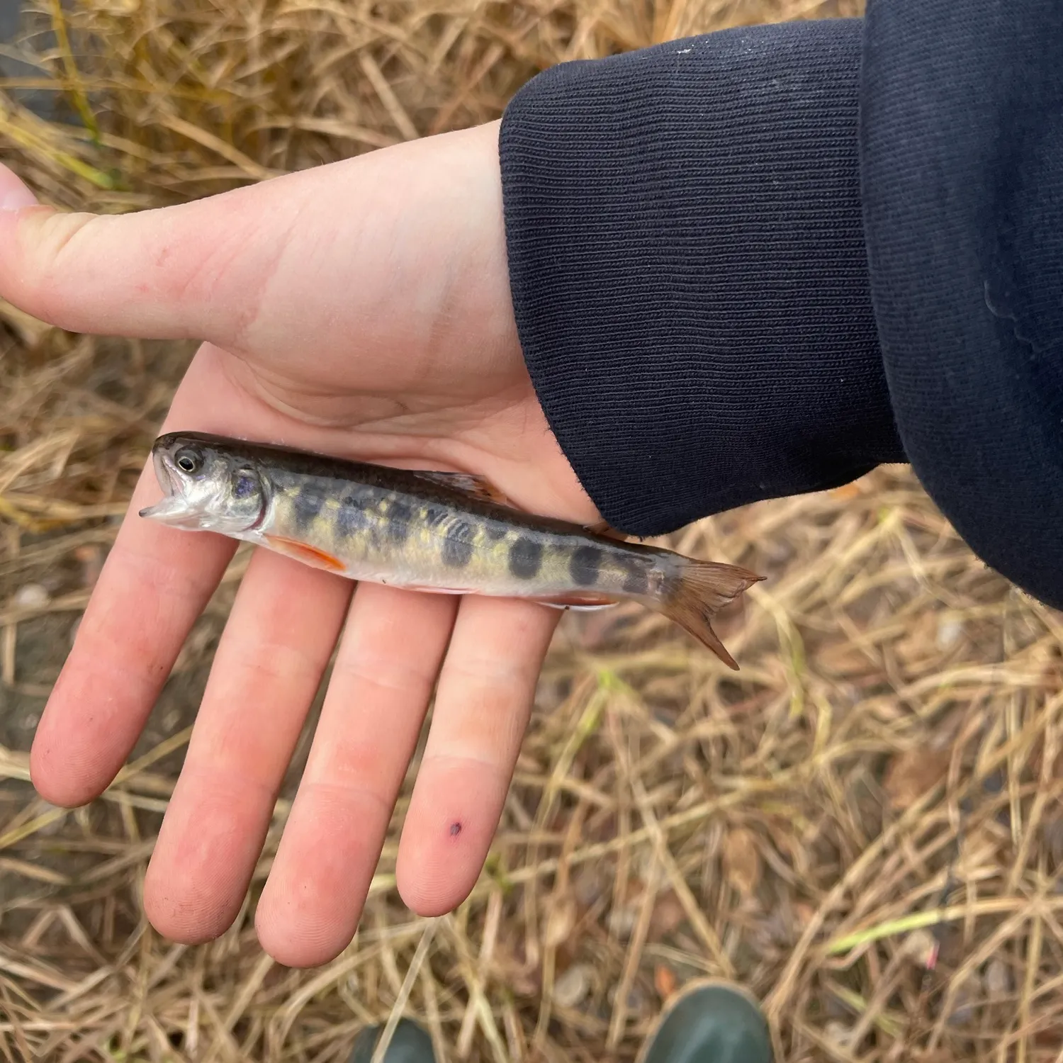 Brook trout caught on Fishbrain