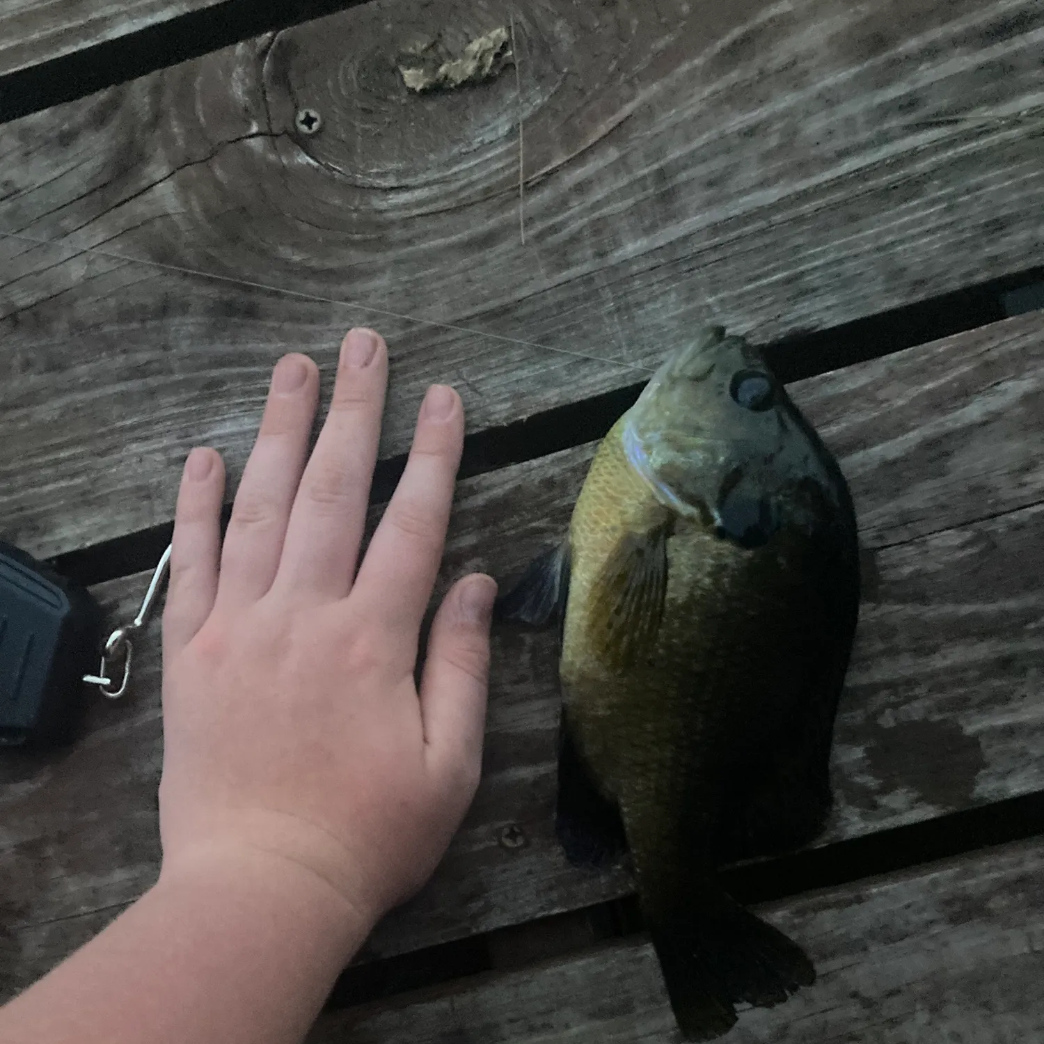 recently logged catches