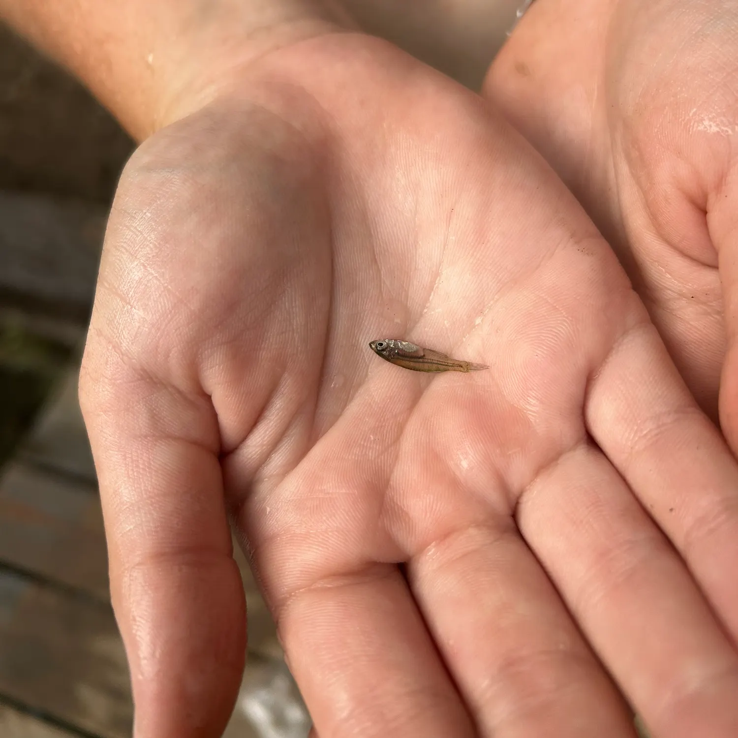 Brassy minnow caught on Fishbrain
