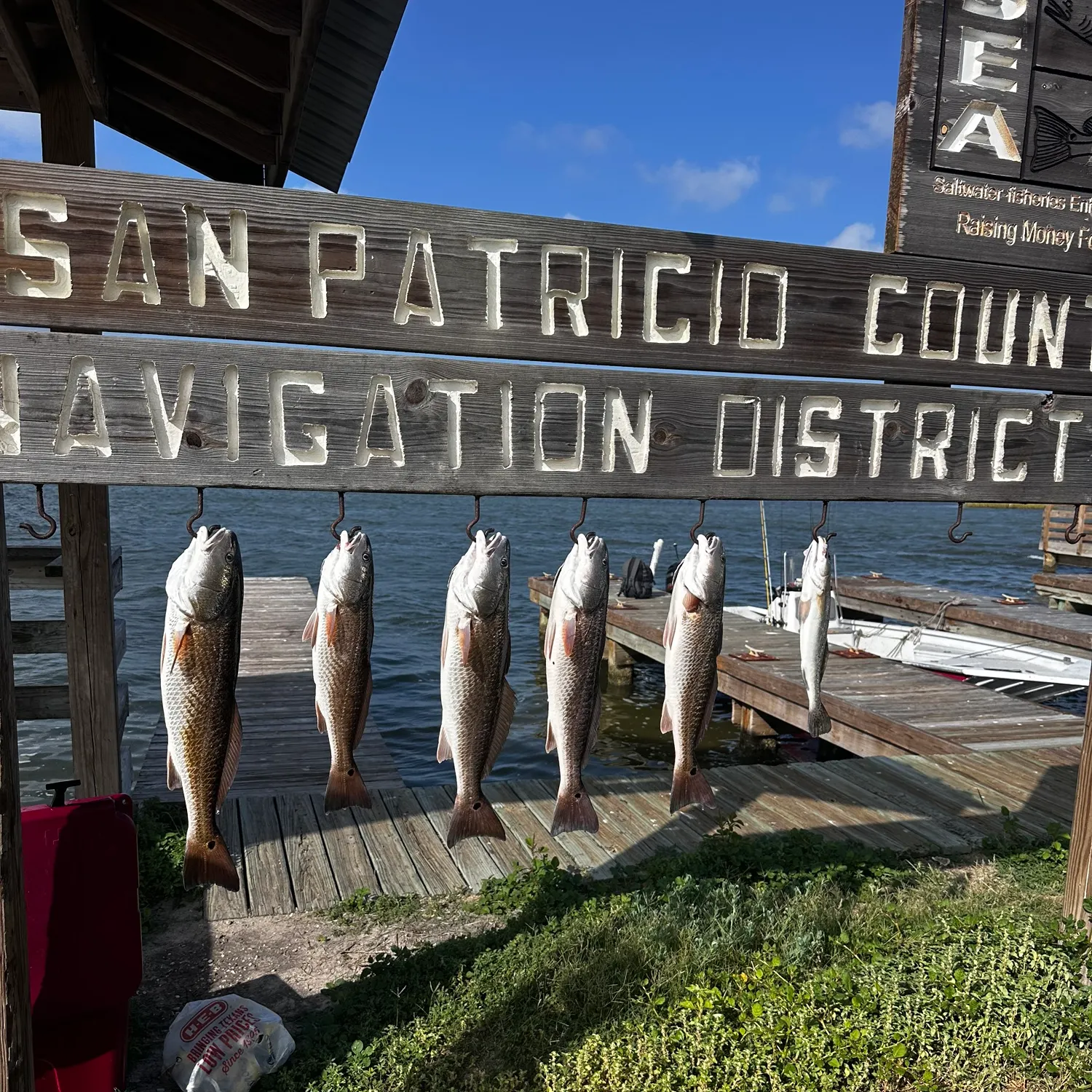 The most recent Red drum catches on Fishbrain