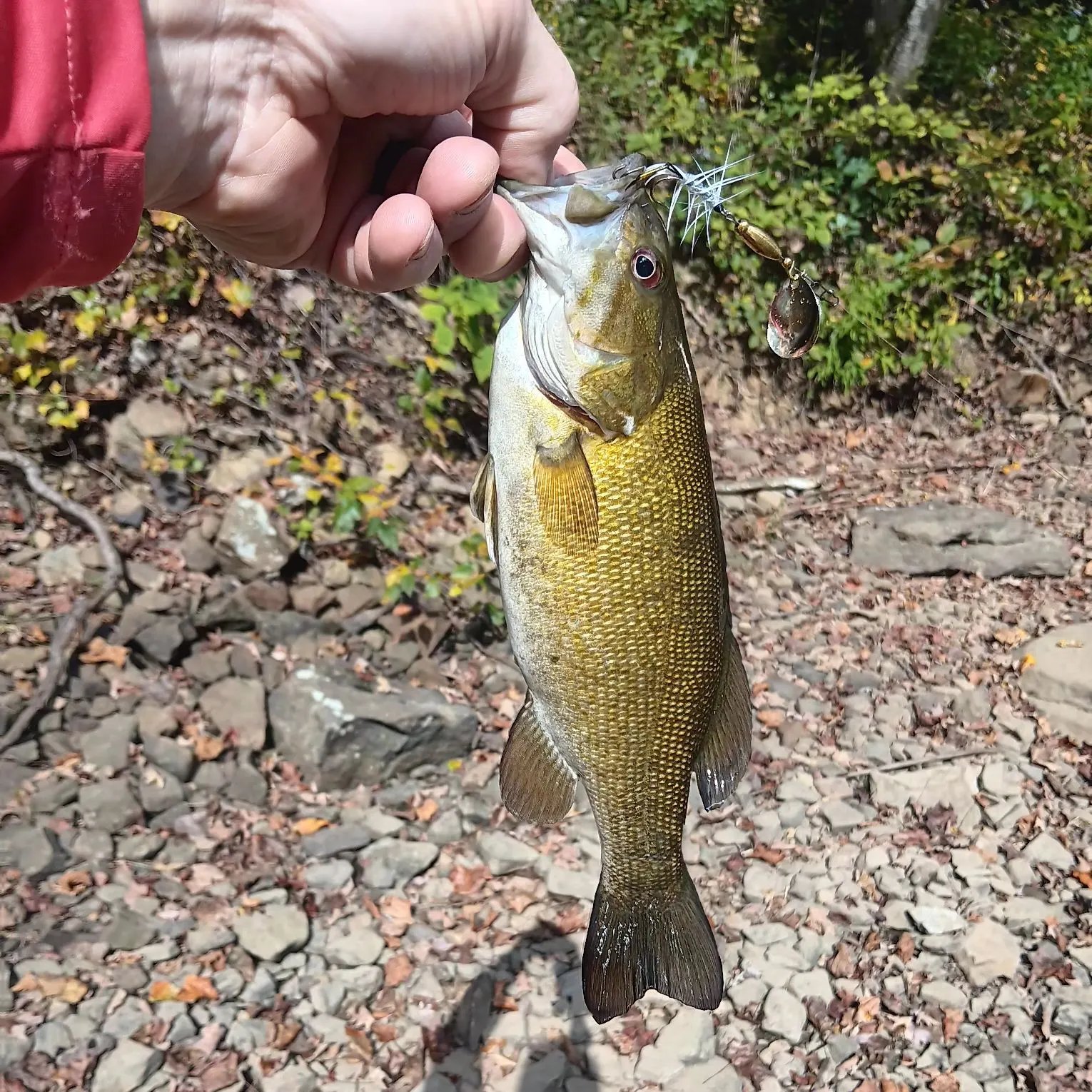 Smallmouth bass caught on Fishbrain