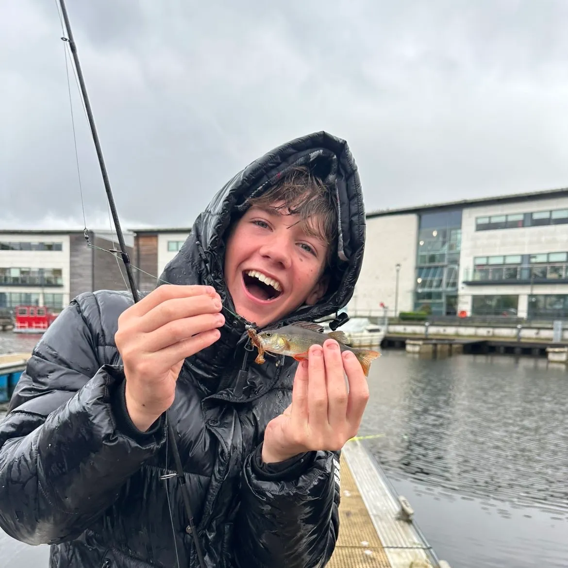 European perch caught on Fishbrain