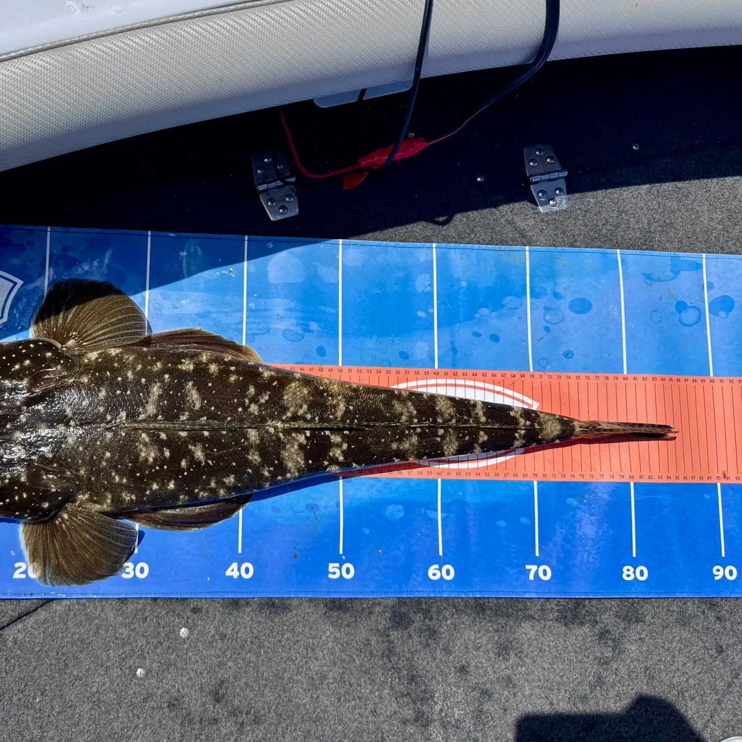 Dusky flathead caught on Fishbrain