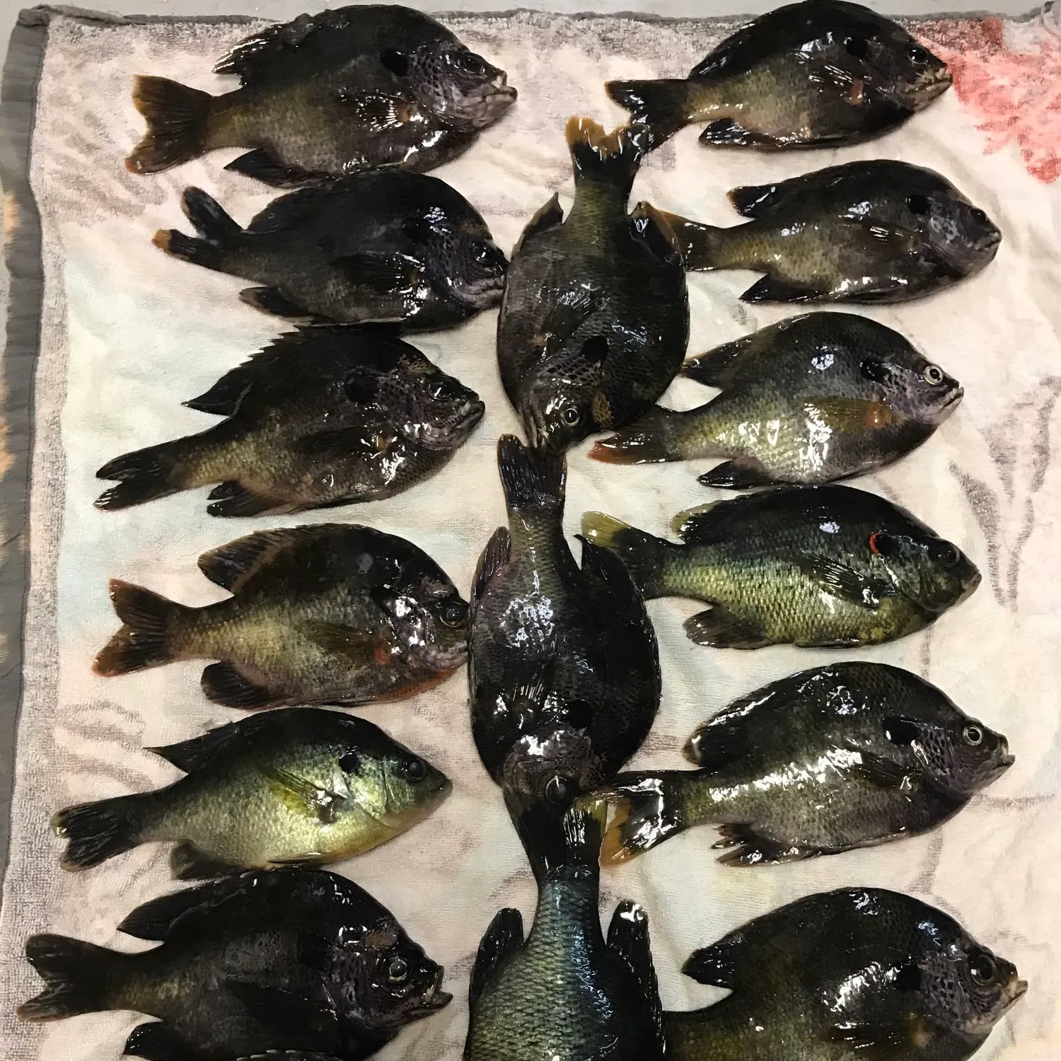 recently logged catches