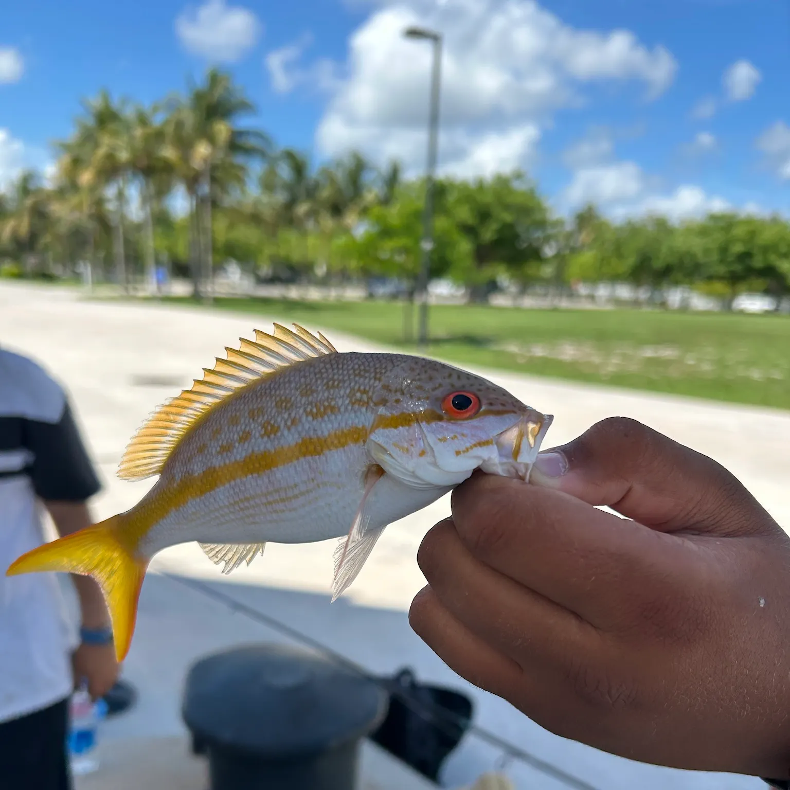 The most recent Yellowtail snapper catches on Fishbrain