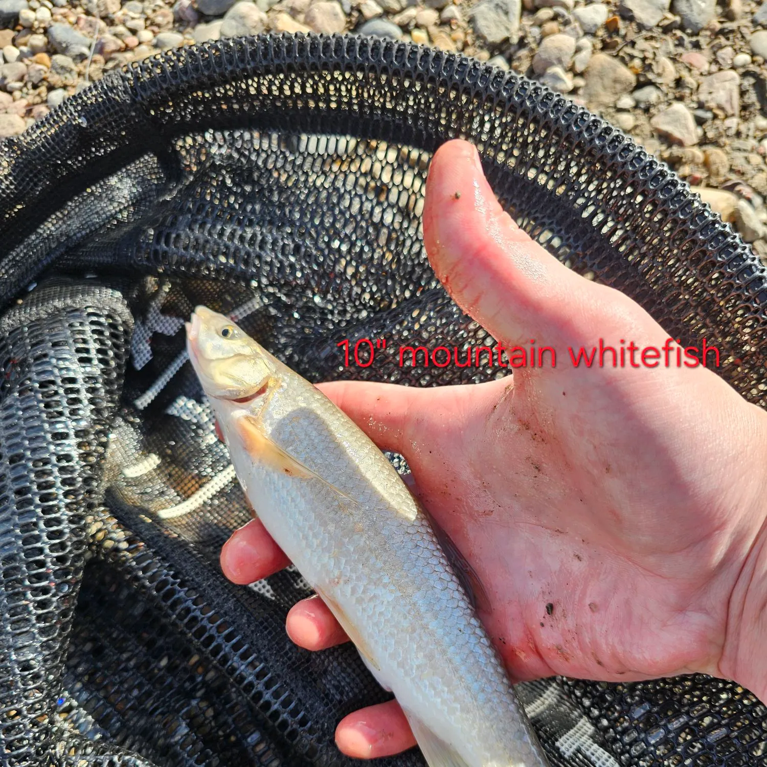 Mountain whitefish caught on Fishbrain