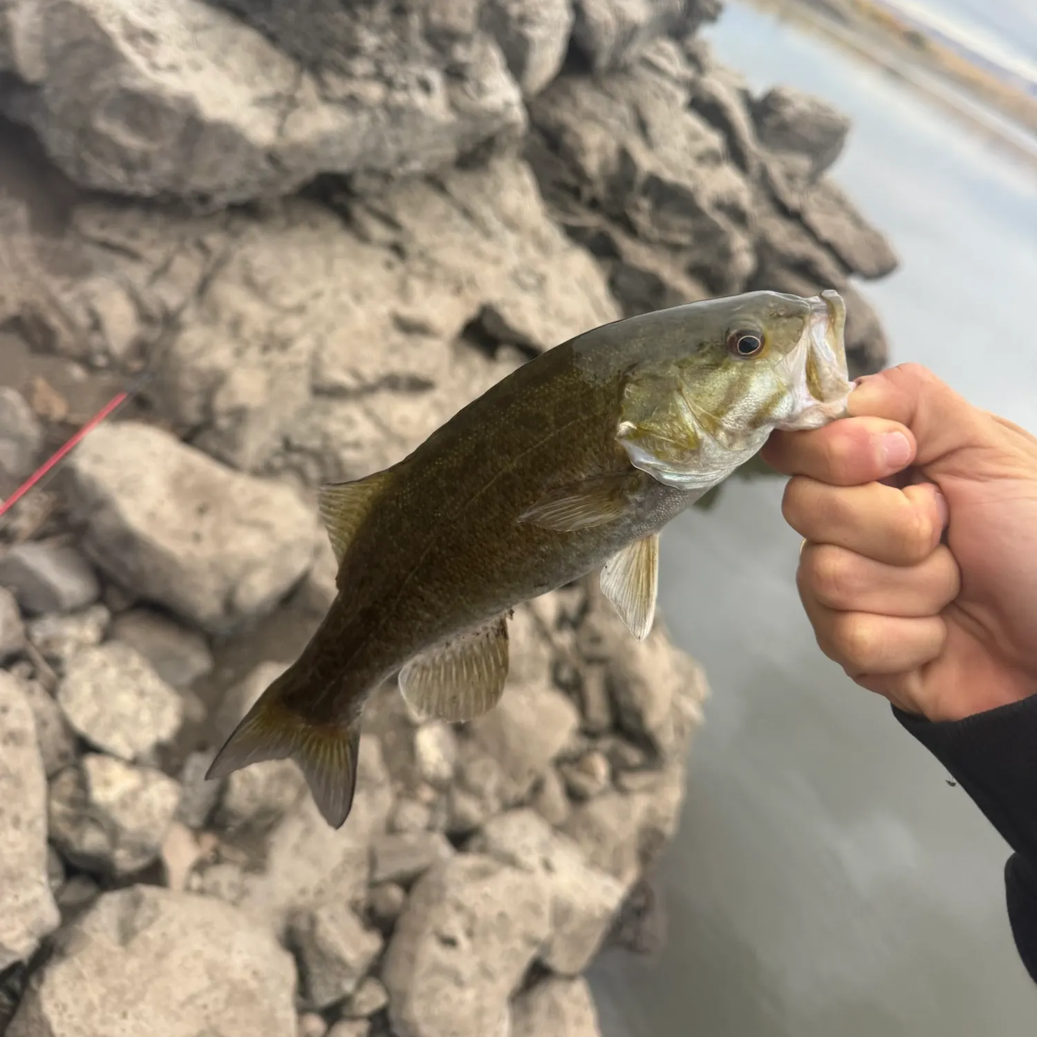 Smallmouth bass caught on Fishbrain