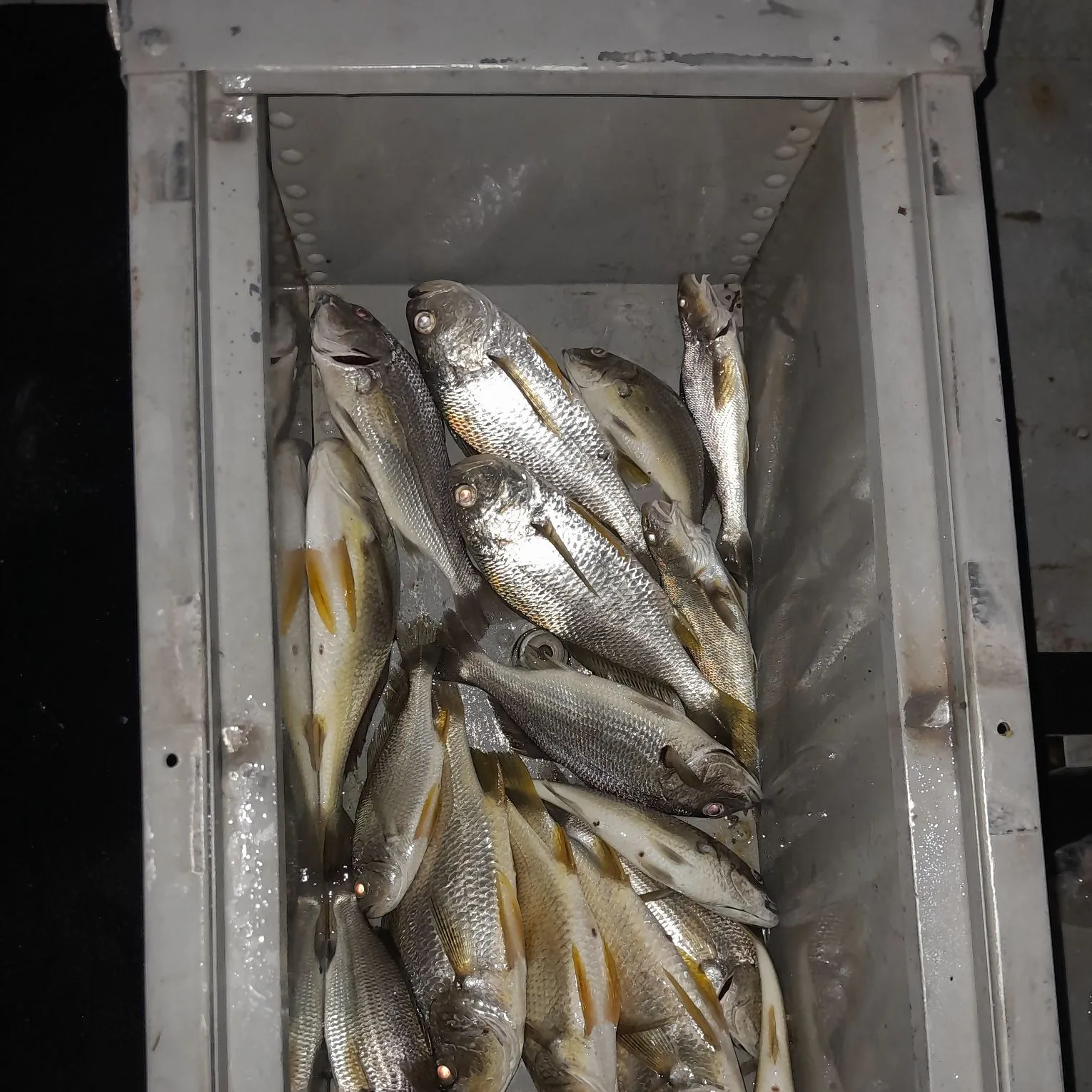 The most recent Roncadora catches on Fishbrain