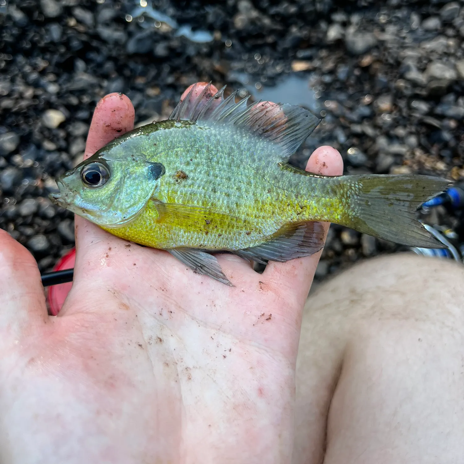 Bluegill caught on Fishbrain