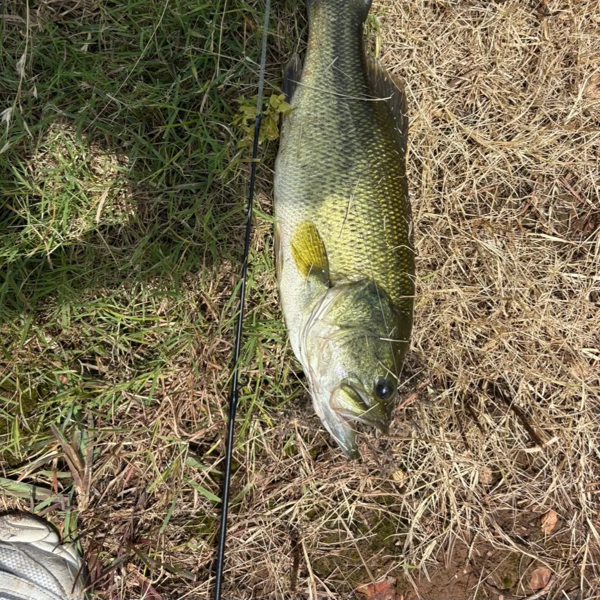 Largemouth bass caught on Fishbrain